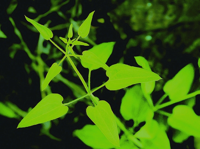 路边本草茜草