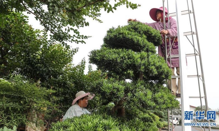 在如皋花木市場,兩名園丁正在修剪苗木盆景(6月13日攝).